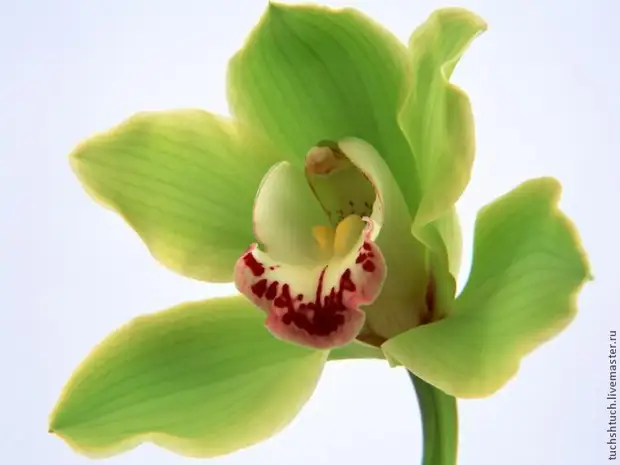 Ichid na-egosi cymbidium si polymer ụrọ