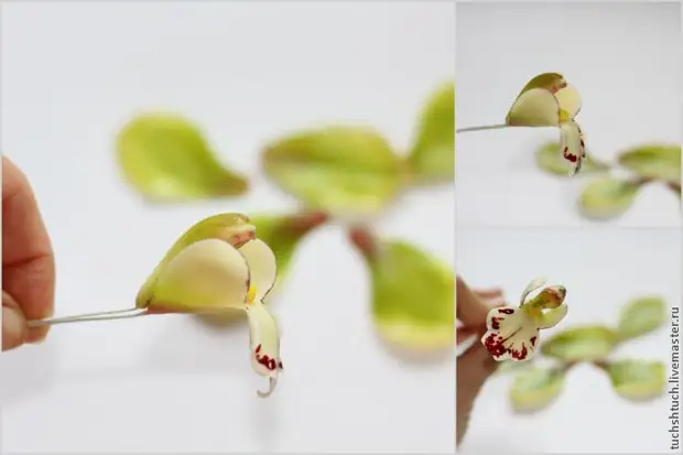 Modelado de iChid Cymbidium de arcilla polimérica