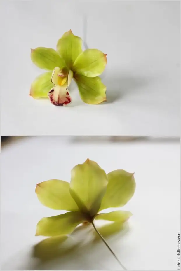 Ichid Modeling Cymbidium z gliny polimerowej