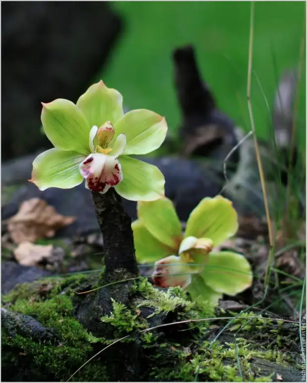 Ichid modellering cymbidium van polimeer klei