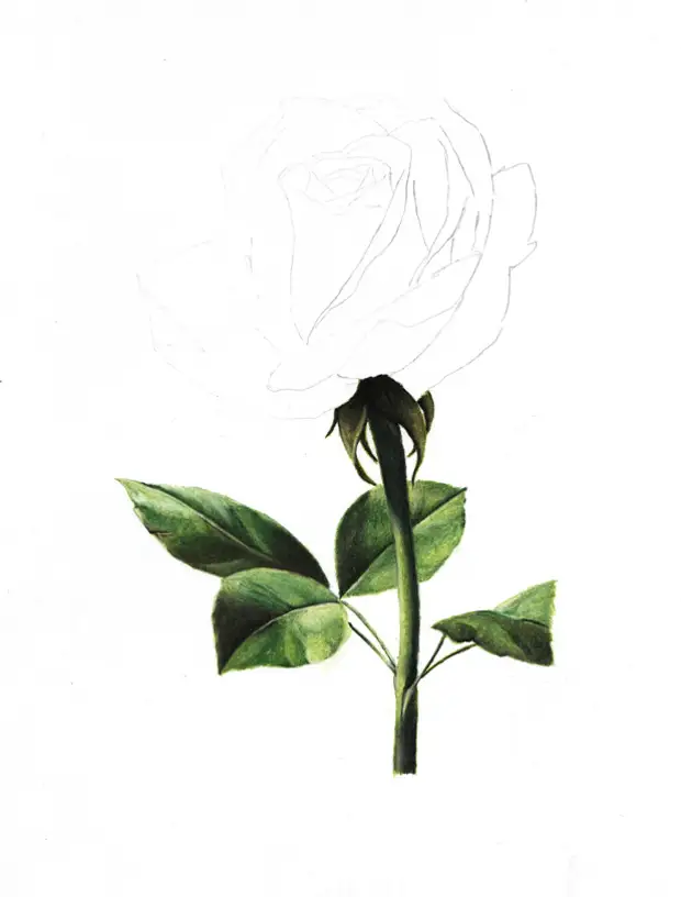 Draw a rose