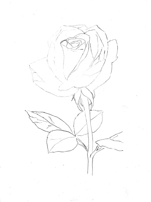 Draw a rose