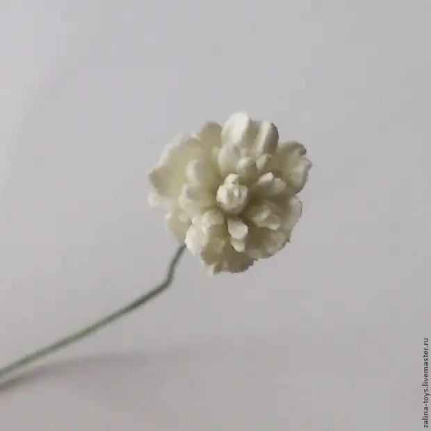 Παραγωγή gypsophila από το αφρώδες