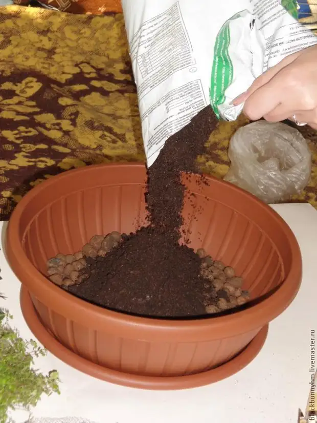 Mini-Garden ing pot