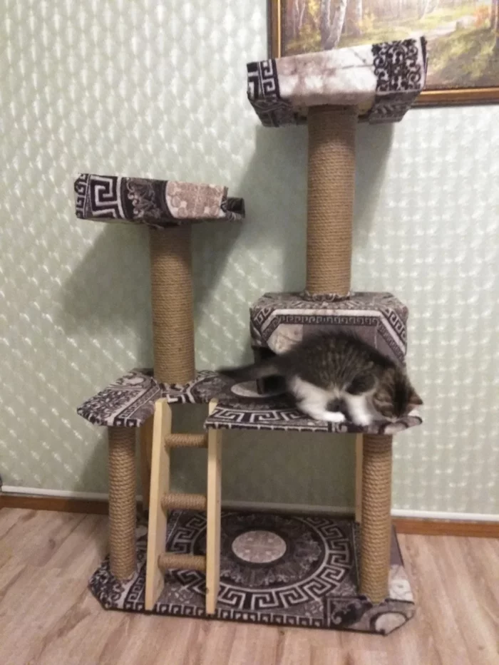 Kočkovitý dům s vlastními rukama