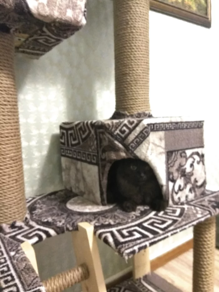 Kočkovitý dům s vlastními rukama
