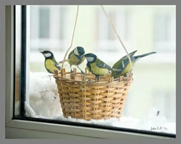 Afba0f4c9f85 bird feeders. Pagpili ng mga ideya