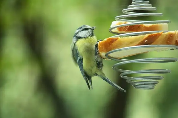 Abe899849722 bird feeders. Pagpili ng mga ideya