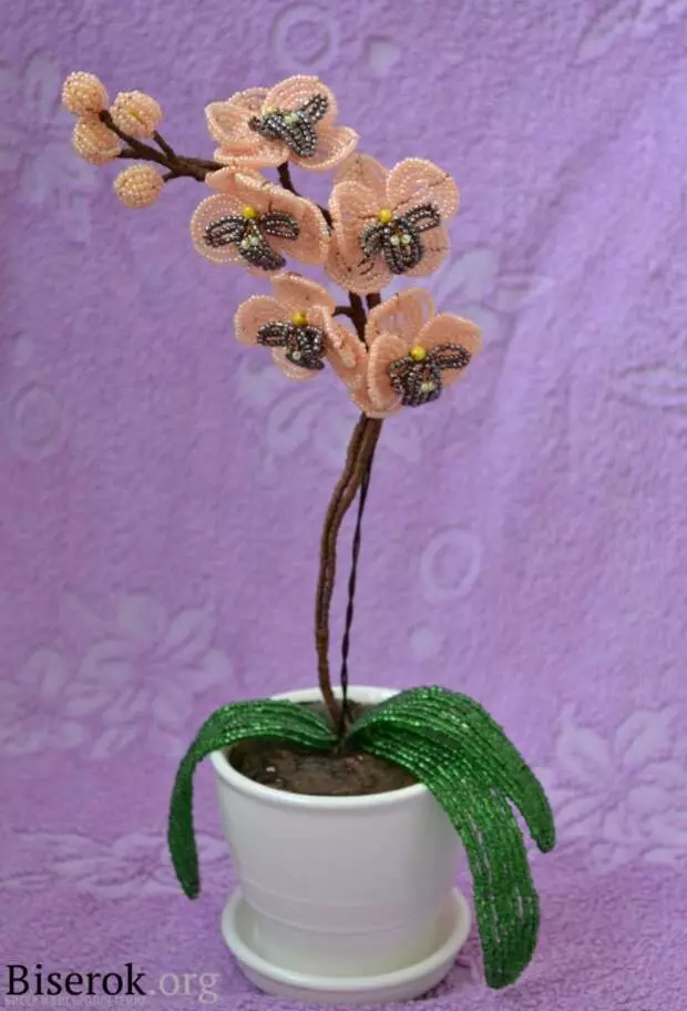 Maruva kubva mumabhandi. Orchid