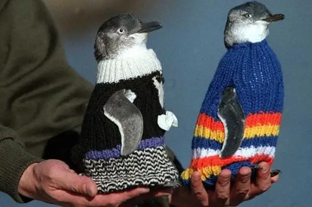 Sogay Penguin.