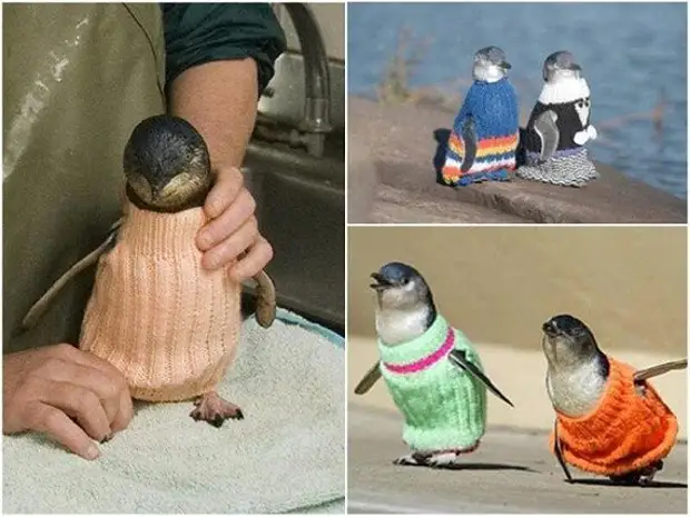 Sogay Penguin.