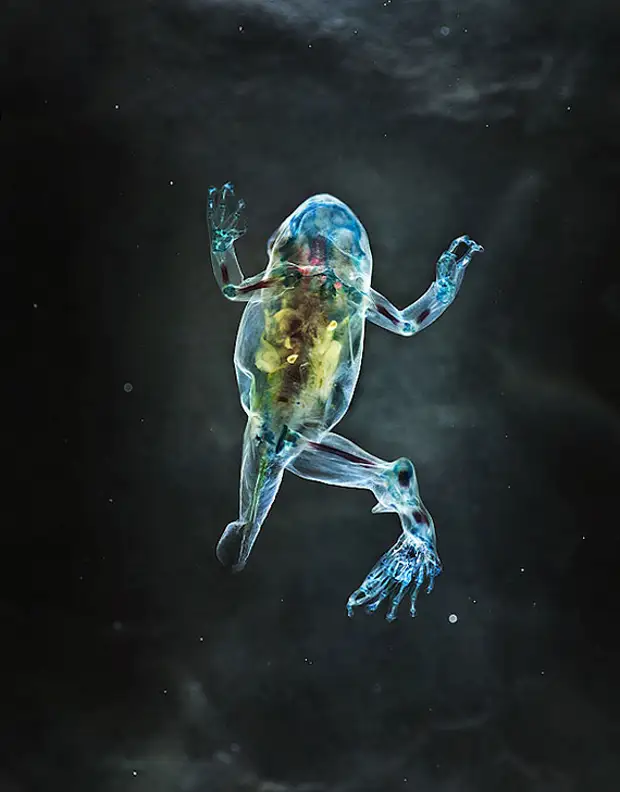 Frog art