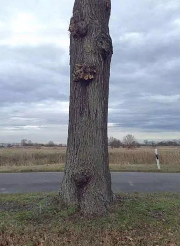 Levitating Tree.