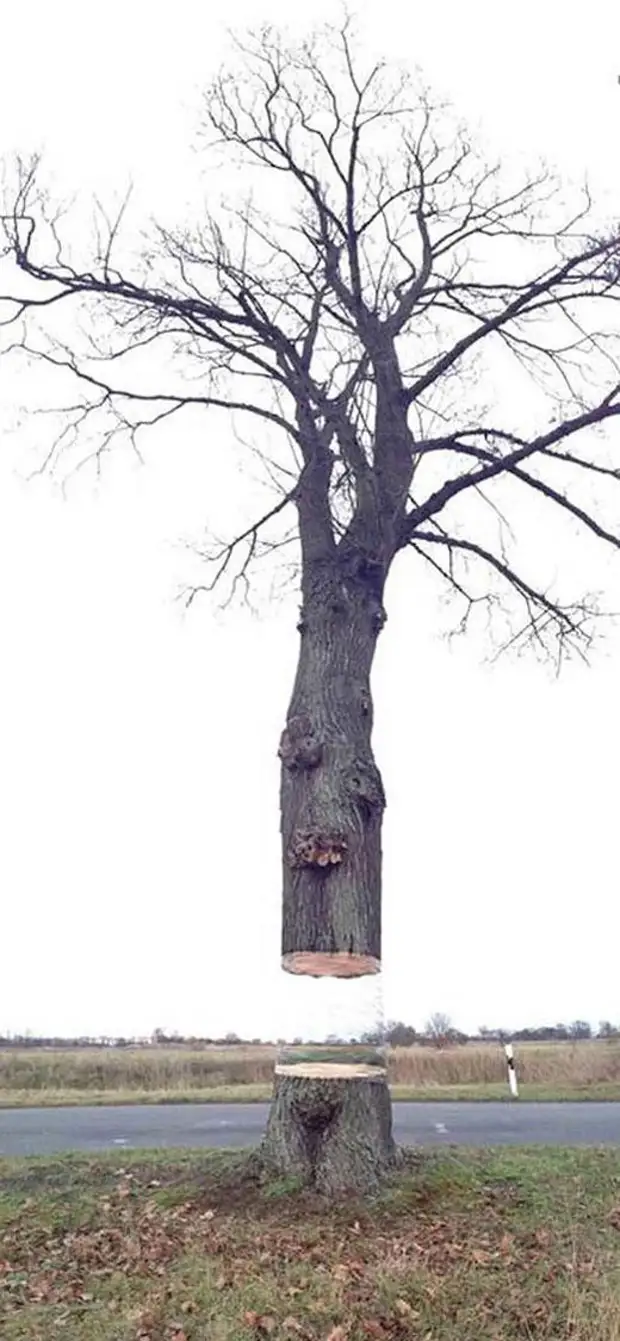 Левитирано дрво