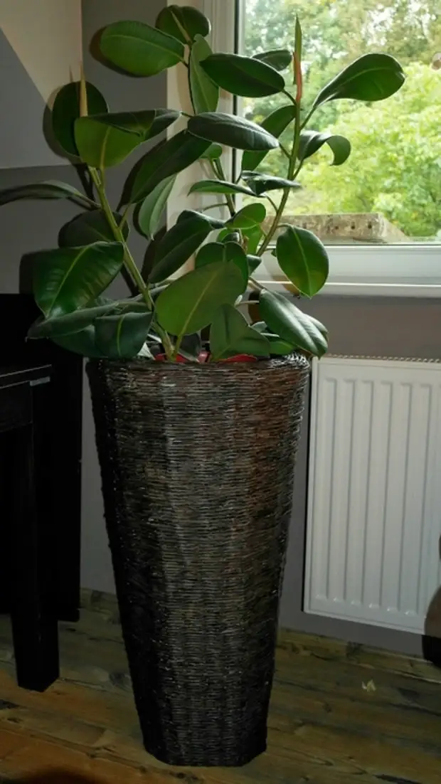 Cachepot for Ficus საწყისი გაზეთები