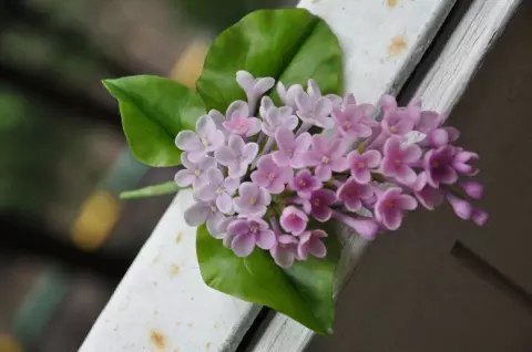 দেরী না শিখুন