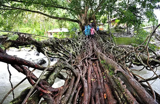 Cầu từ rễ của Jembatan Akar