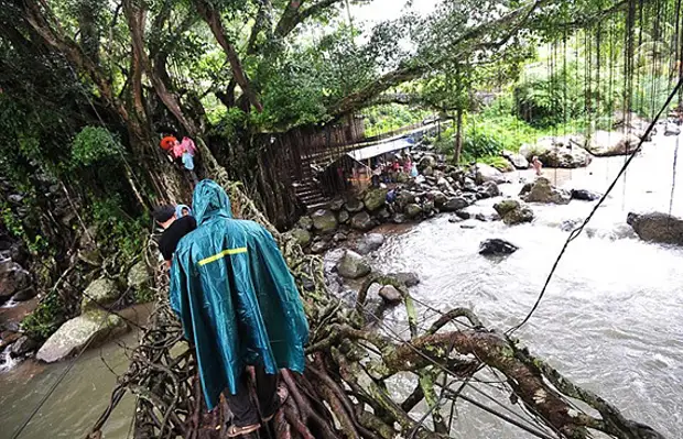 Ikiraro kiva mu mizi ya Jembatan akar