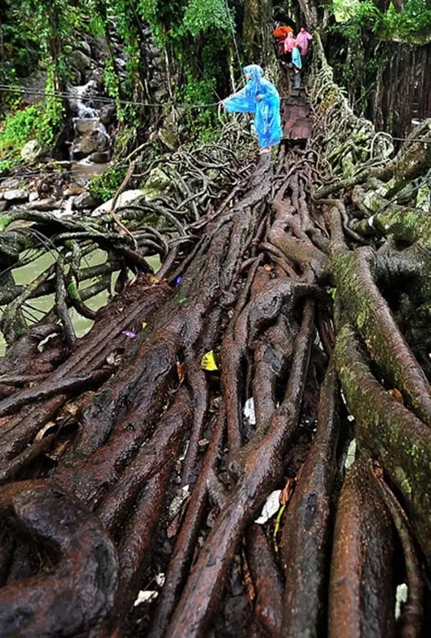 Կամուրջ jembatan akar- ի արմատներից