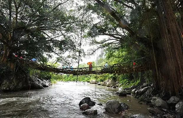 Կամուրջ jembatan akar- ի արմատներից