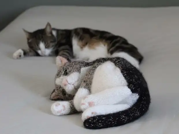 Kaikkein söpöjä saumoja kaikkien söpöjen kissojen: Nämä neulotut tassut ja pyöreät tarinat kutivat sydämesi