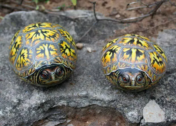 Pintura em pedras para iniciantes com suas próprias mãos