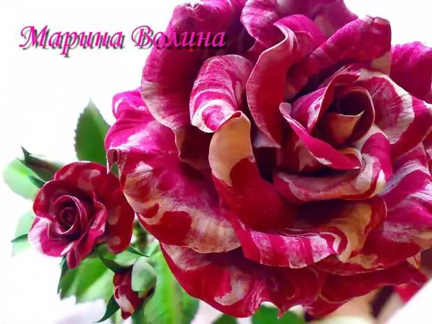 ROSE ABRA - CADBRA, MARINA VOLIA-st Polymer-savist