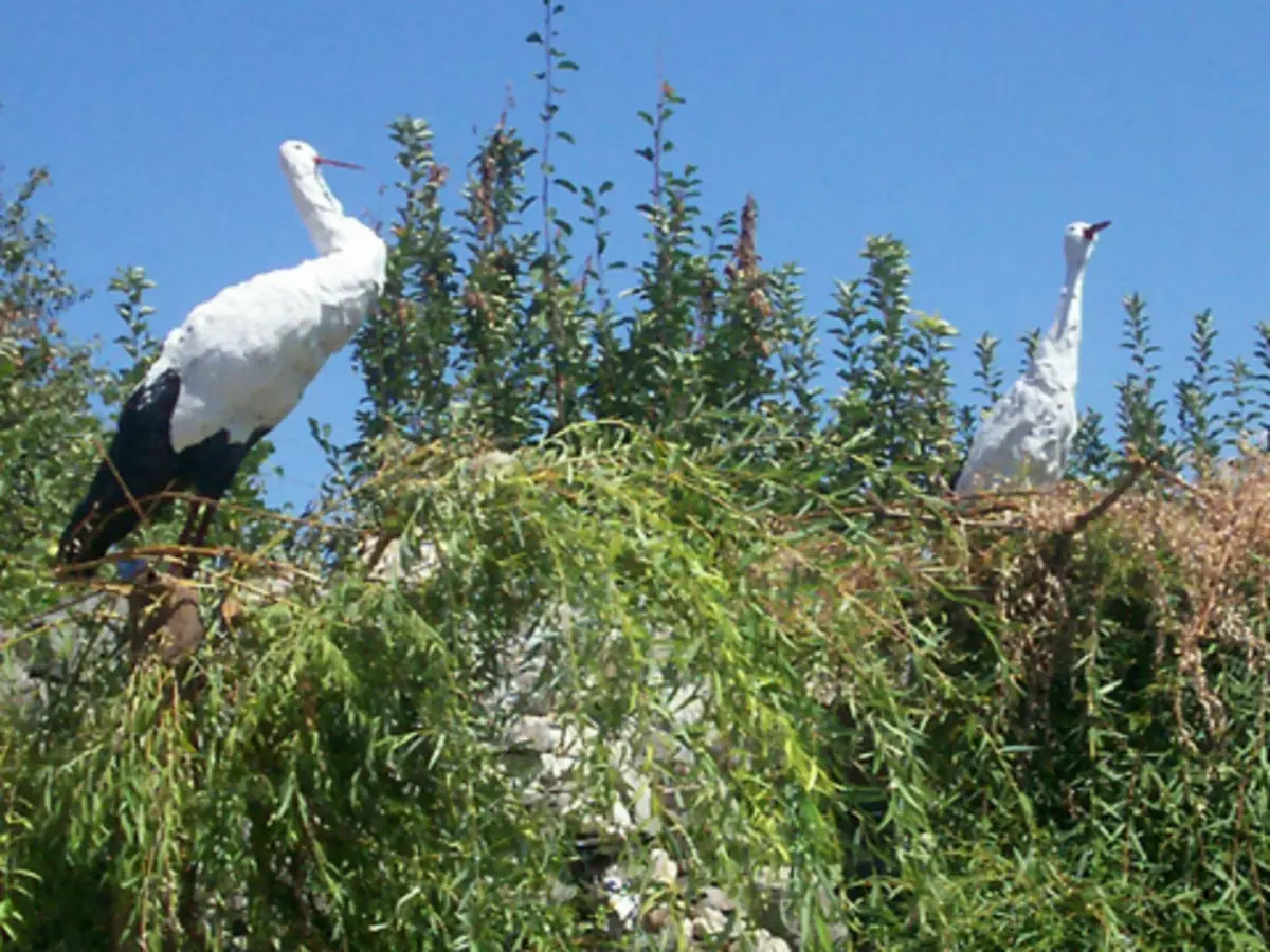 Beton Stork for Garden.