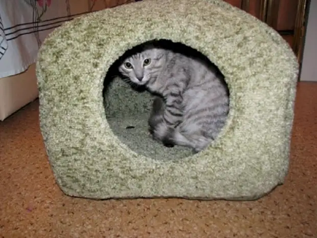 10 måter å behage din favoritt fluffy - gjør et hus for en katt gjør det selv (2/2)
