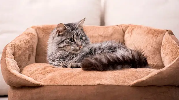 10 maneres de complaure el vostre fluffy favorit: feu una casa per a un gat, feu-ho vosaltres mateixos (2/2)