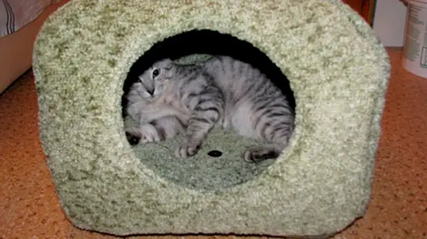 अपने पसंदीदा fluffy खुश करने के 10 तरीके - एक बिल्ली के लिए एक घर बनाओ इसे खुद (2/2)