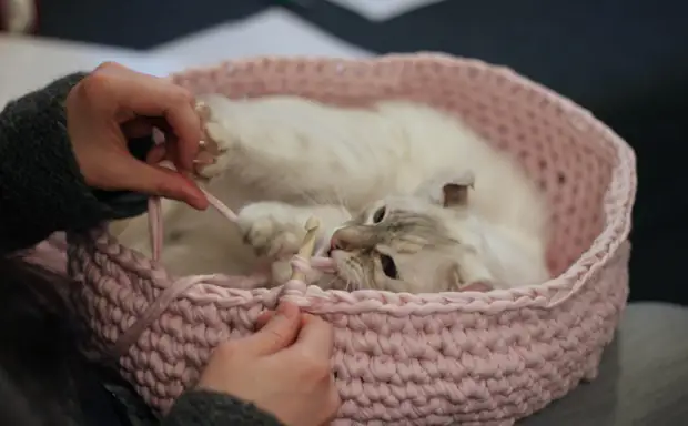 10 Möglichkeiten, Ihren Lieblingsflieger zu gefallen - Machen Sie ein Haus für die Katze, die Sie selbst tun (1/2)