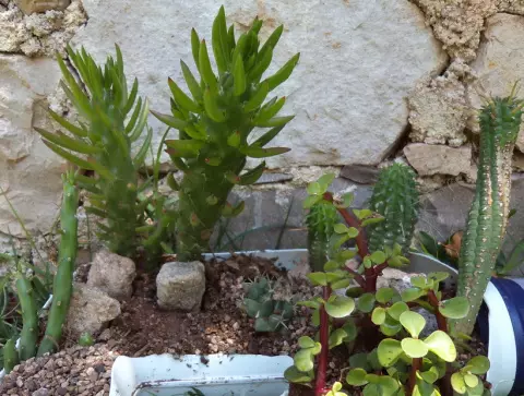 Awọn Akopọ lati Cacti