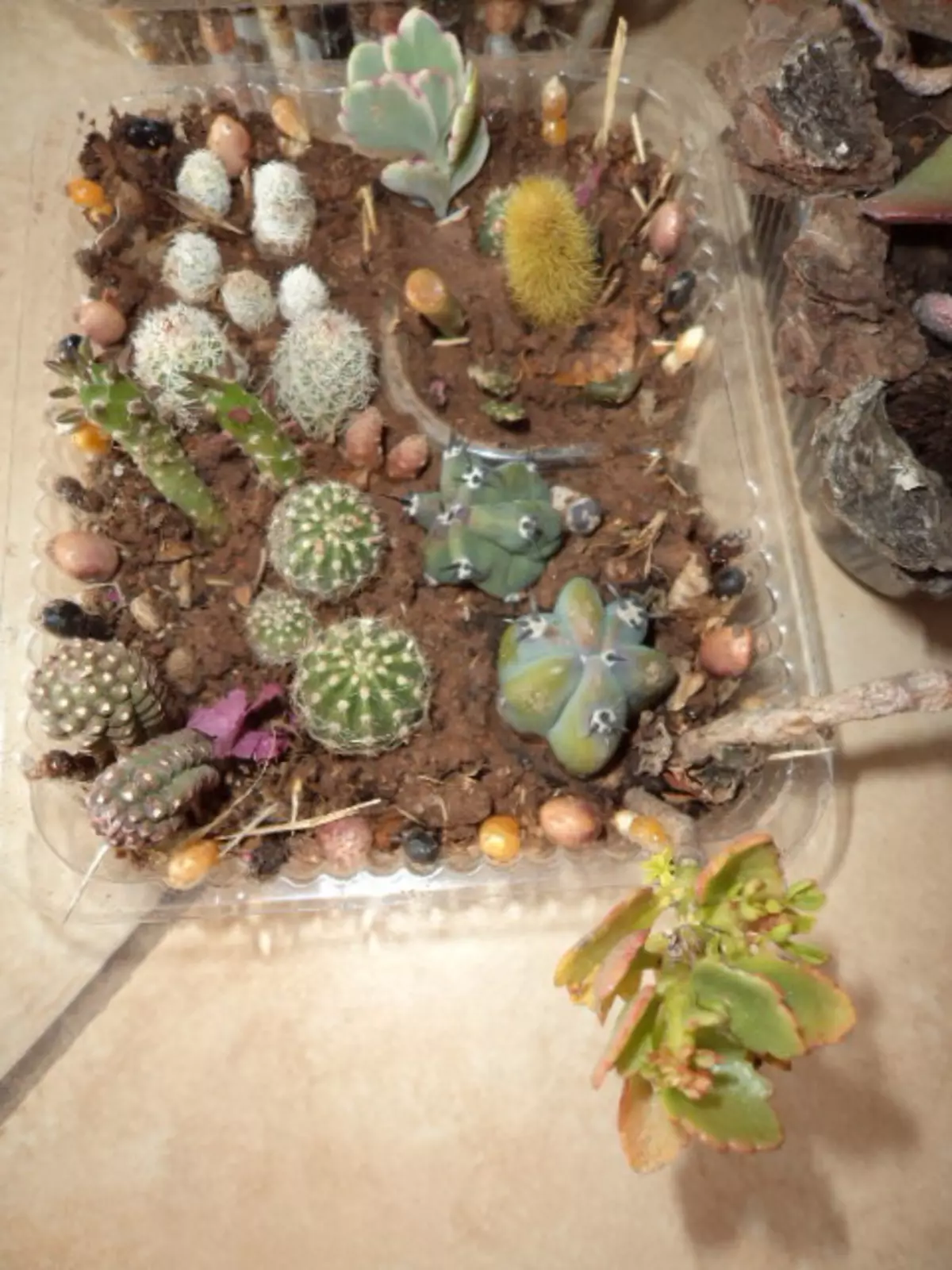 Awọn Akopọ lati Cacti