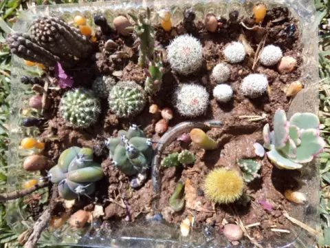 Awọn Akopọ lati Cacti