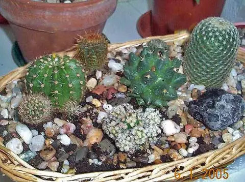 Awọn Akopọ lati Cacti