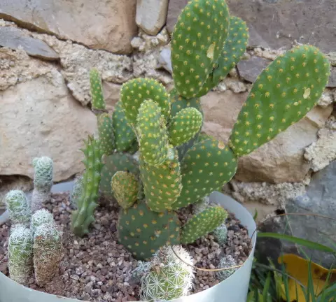 Awọn Akopọ lati Cacti