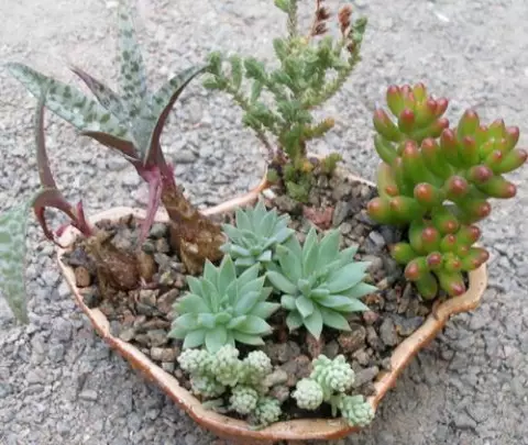 Awọn Akopọ lati Cacti