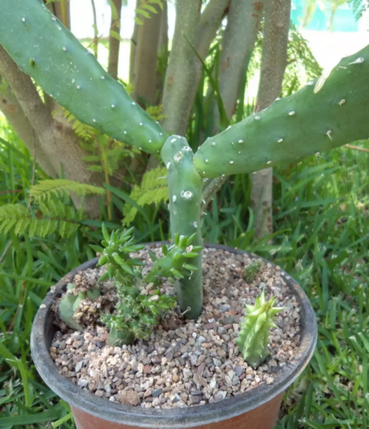 Awọn Akopọ lati Cacti