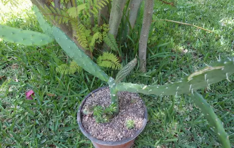 Awọn Akopọ lati Cacti