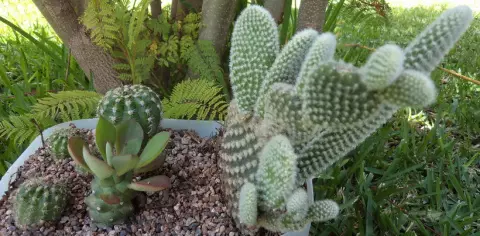 Awọn Akopọ lati Cacti