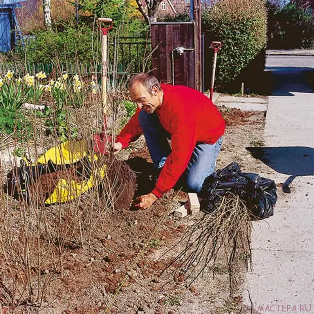 Nyob hedge (laj kab)