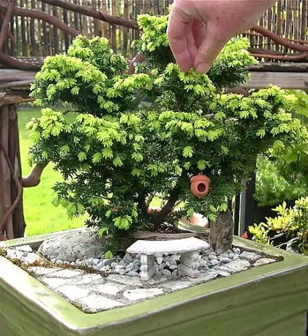 Miniature Gardens.