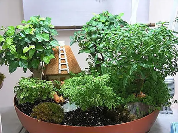 Jardines en miniatura