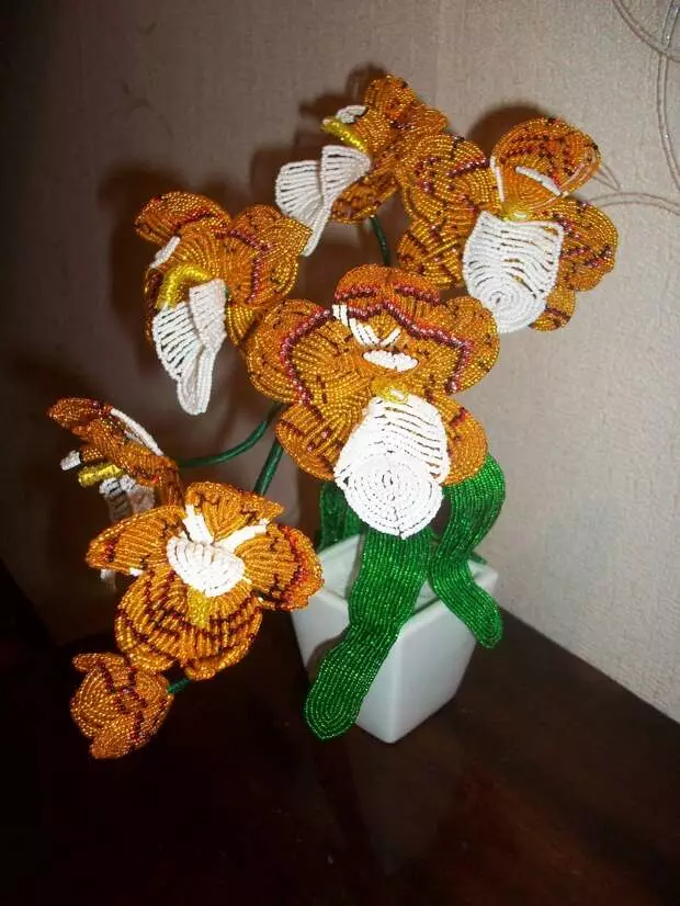 Orchid "zêrîn"