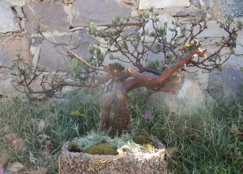 Bonsai yangu