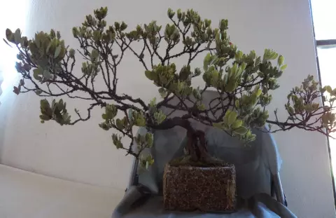 Bonsai