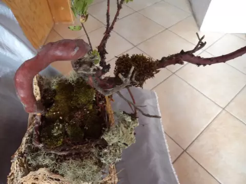 Bonsai.