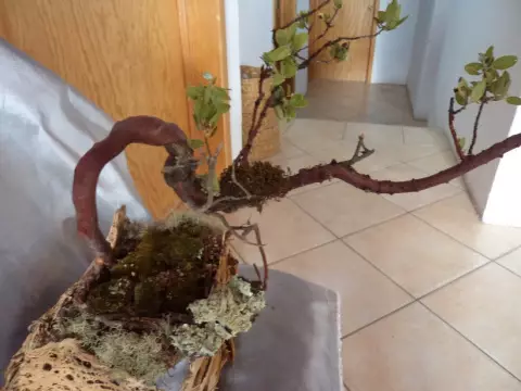 Bonsai