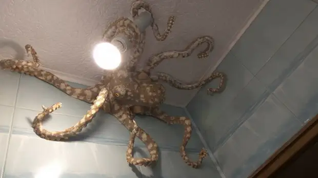 De lamp in de vorm van een octopus van Papier-Mâché met hun eigen handen